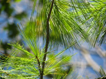 Free Photo of green, tree, pines