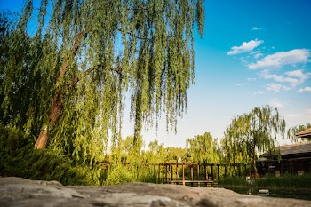 Free Photo of green, trees, forest