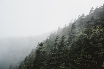 Free Photo of green, trees, plant