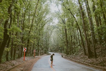 Free Photo of green, trees, plant