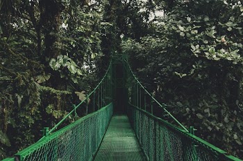 Free Photo of green, trees, plants