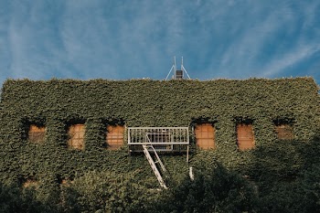 Free Photo of green, vineyard, vine