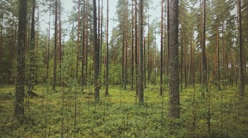Free Photo of green, woods, forest
