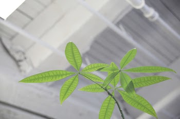 Free Photo of greenhouse, plants, hydroponics