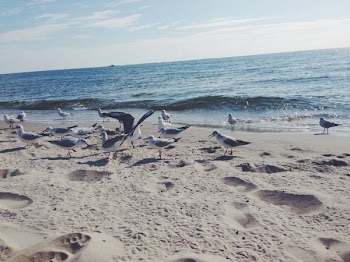 Free Photo of gulls, beach, sea