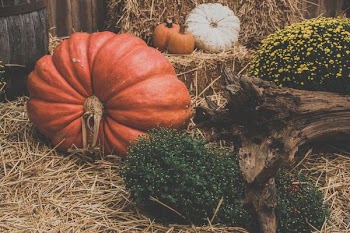 Free Photo of halloween, halloween pumpkin, orange