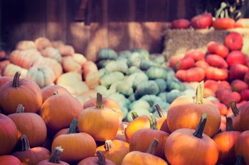 Free Photo of halloween, pumpkins, orange
