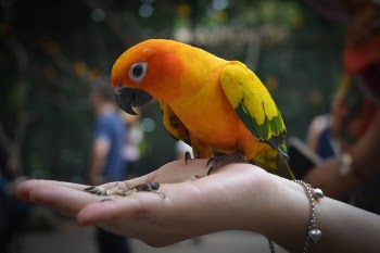 Free Photo of hand, bracelet, bird