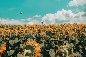Free Photo of hand, sunflower, field