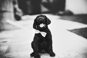 Free Photo of happy, black labrador, dog