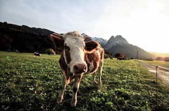 Free Photo of happy, cow, field