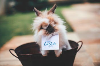 Free Photo of happy easter, sign, rabbit