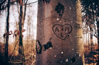 Free Photo of heart, love, tree