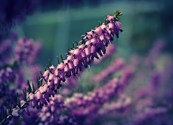 Free Photo of heather, flowers, flower