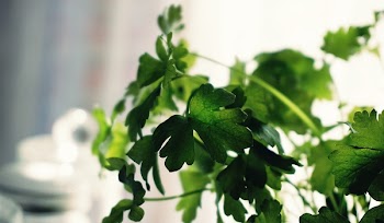 Free Photo of herbs, parsley, leaves