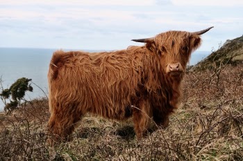 Free Photo of highland, cow, cattle