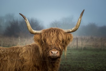 Free Photo of highland, cow, field