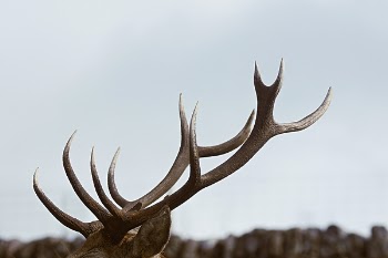 Free Photo of horn, animal, wildlife
