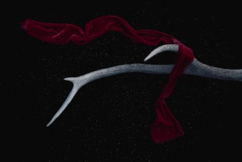 Free Photo of horn, cloth, sharp