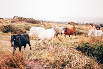 Free Photo of horse, animal, brown