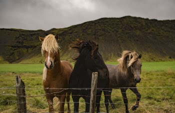 Free Photo of horse, animal, brown