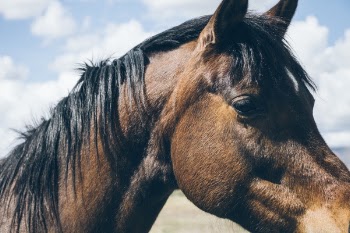 Free Photo of horse, animal, hair