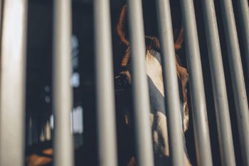 Free Photo of horse, bars, snout