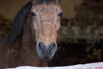 Free Photo of horse, brown, animal