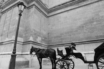 Free Photo of horse, carriage, transport