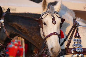 Free Photo of horse, horses, horseman