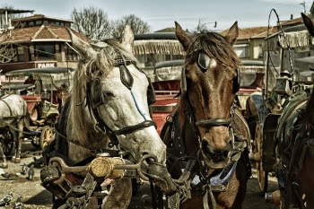 Free Photo of horses, animals, carriage
