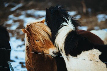 Free Photo of horses, animals, hair