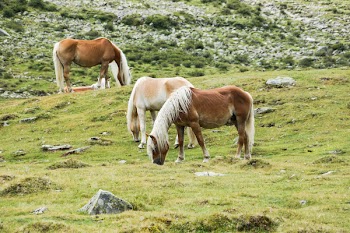 Free Photo of horses, animals, hair