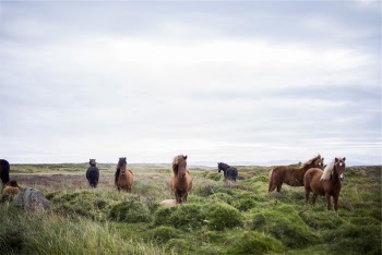 Free Photo of horses, animals, mane