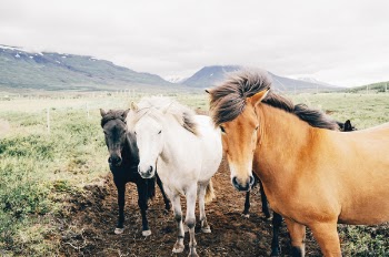 Free Photo of horses, animals, mane