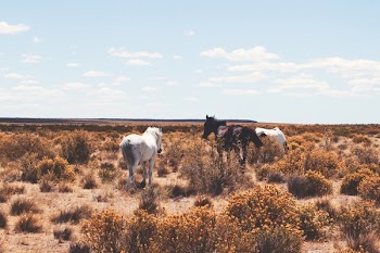 Free Photo of horses, graze, horse
