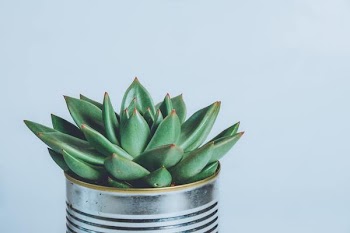 Free Photo of house, plant, cactus