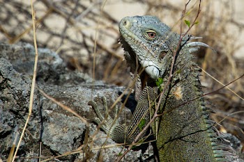 Free Photo of iguana, lizard, animal