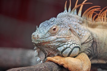 Free Photo of iguana, pet, animal