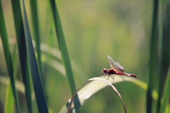 Free Photo of insect, green, leaves