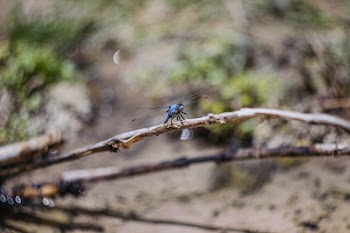 Free Photo of insect, green, leaves