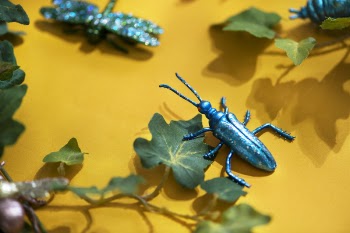 Free Photo of insect, nature, animal