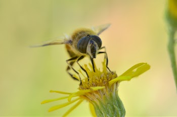Free Photo of insects, bees, macro