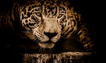 Free Photo of jaguar, water, stalking