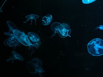 Free Photo of jellyfish, aquarium
