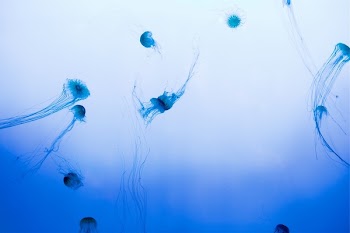 Free Photo of jellyfish, sea, water