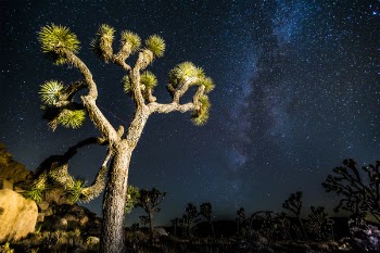 Free Photo of joshua tree, mikly way, stars