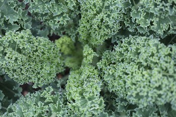 Free Photo of kale, vegetables, salad