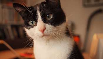 Free Photo of kat, kitten, face