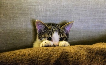 Free Photo of kitten, animal, pet